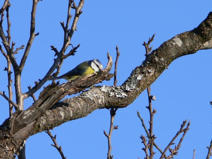 Cinciarella -  Cyanistes caeruleus