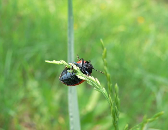 Melasoma populi