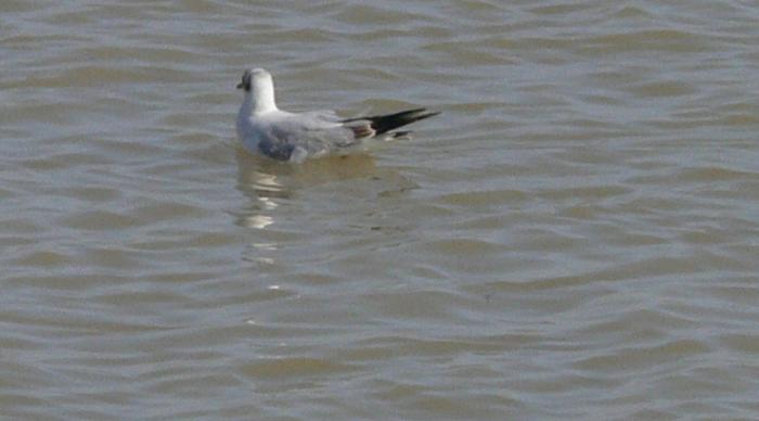 Gabbiano comune - Chroicocephalus (ex Larus)  ridibundus