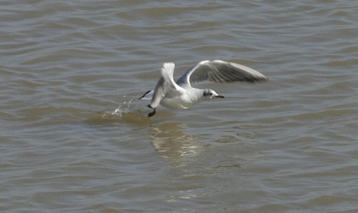 Gabbiano comune - Chroicocephalus (ex Larus)  ridibundus