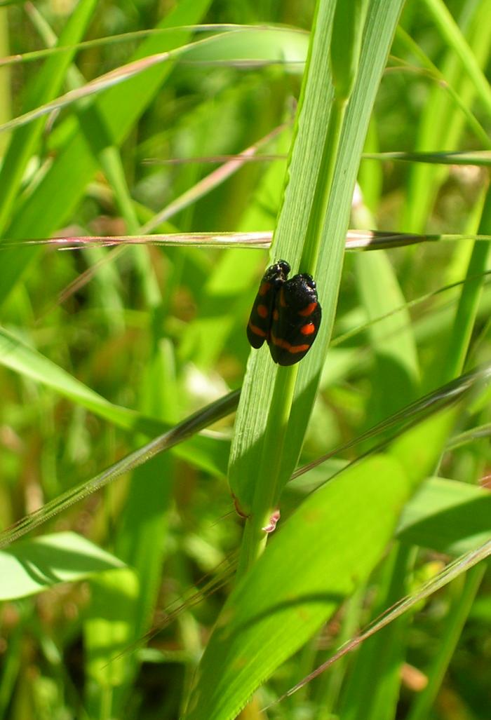 Cercopis sanguinolenta