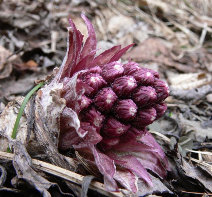 Petasites albus / Farfaraccio bianco
