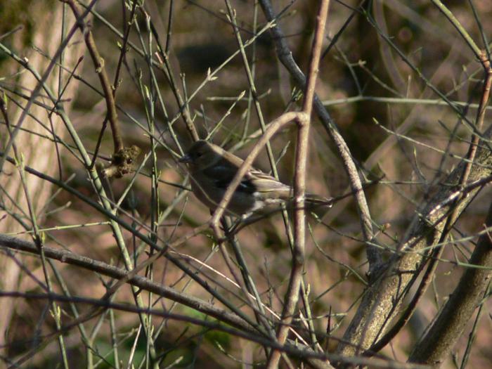 Tordo bottaccioTurdus philomelos