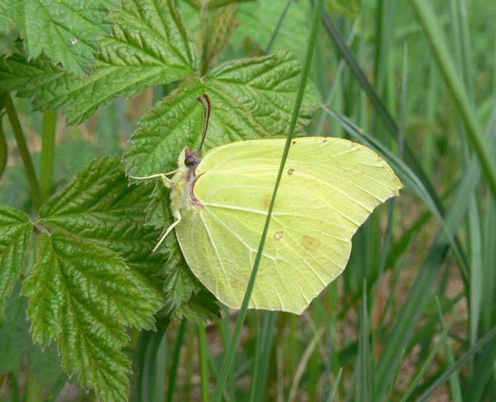 Gonepterix sp.