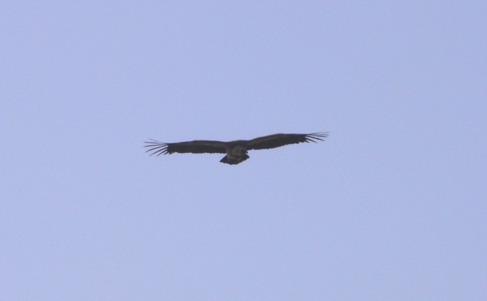 Grifone - Gyps fulvus
