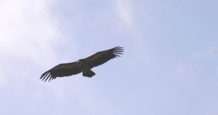 Grifone - Gyps fulvus