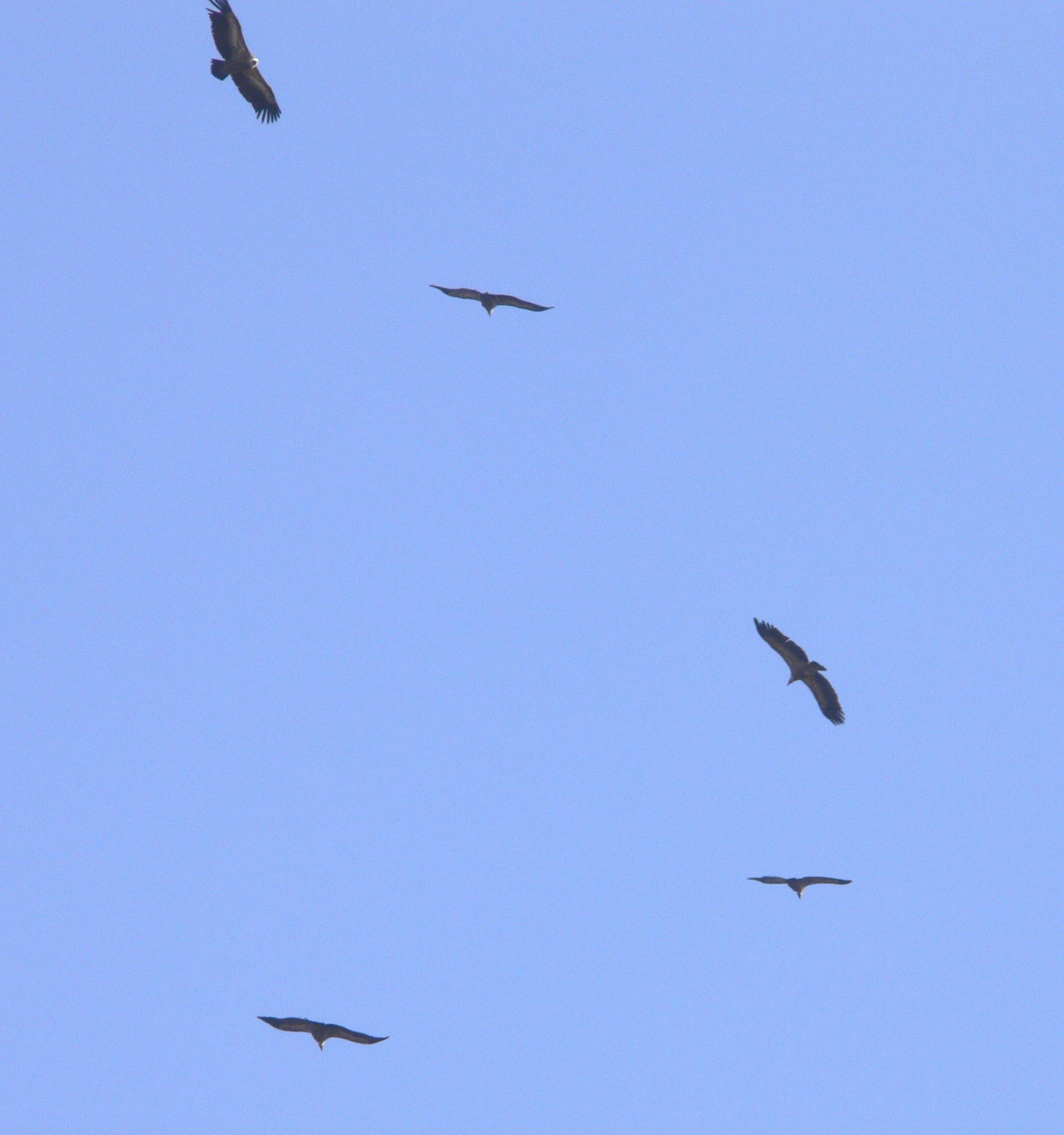 Grifone - Gyps fulvus