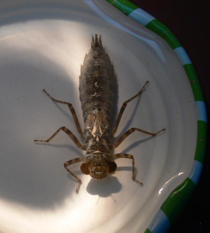 consigli x larva di anisottero