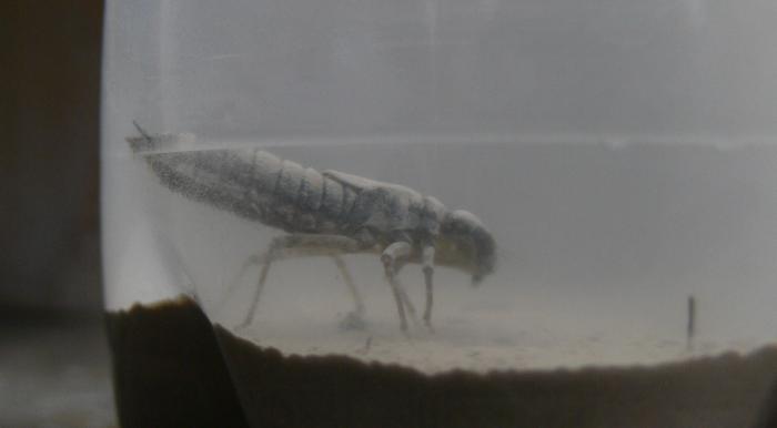 consigli x larva di anisottero
