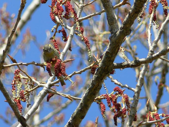 Carduelis spinus maschio (Lucherino)