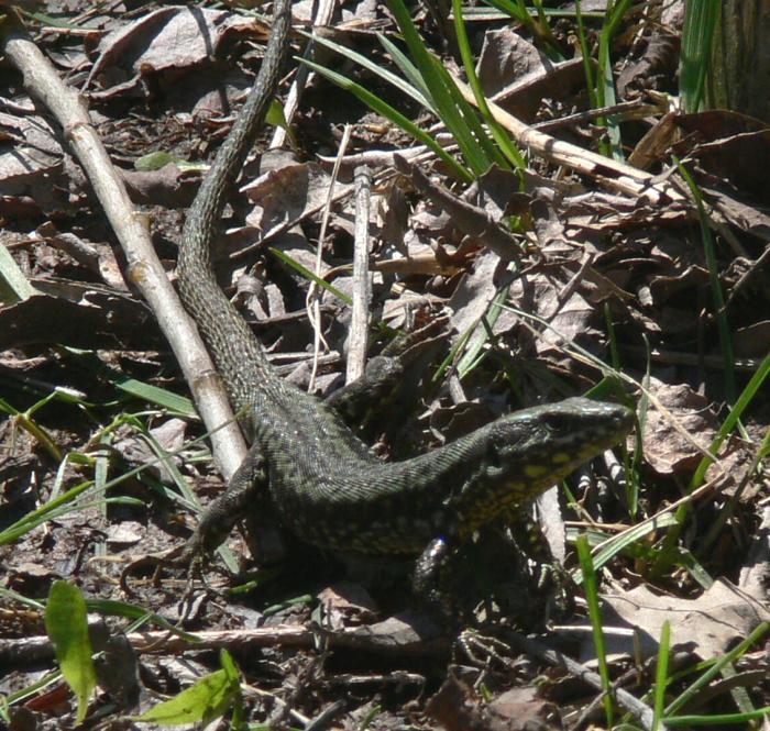 Podarcis muralis, Lacerta bilineata, Emys orbicularis