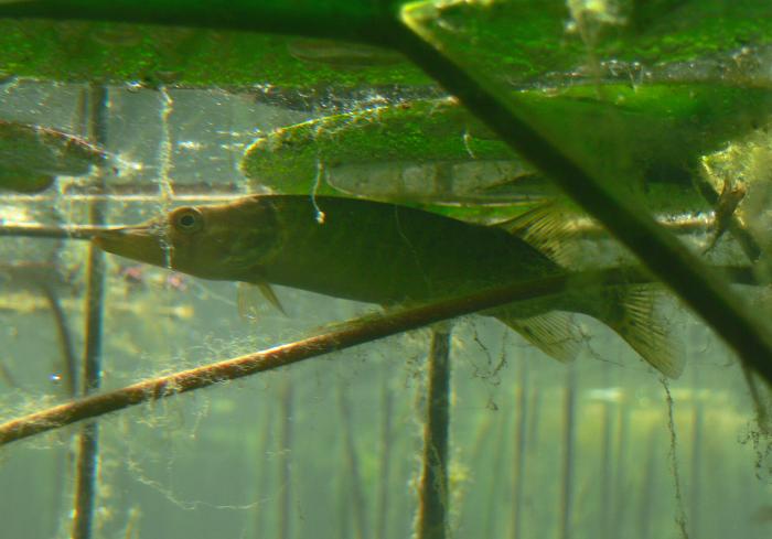 Gobius paganellus (Ghiozzo) e Esox lucius (luccio)