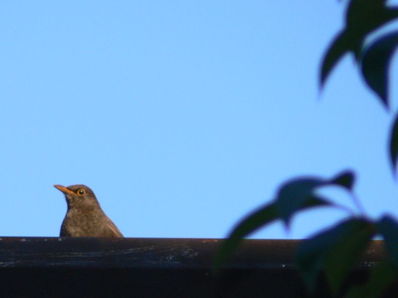 Merlo femmina Turdus merula