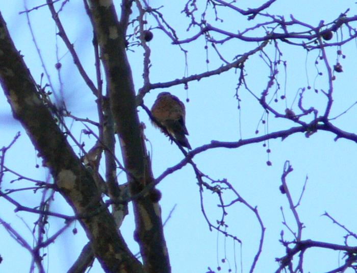 Gheppi -  Falco tinnunculus