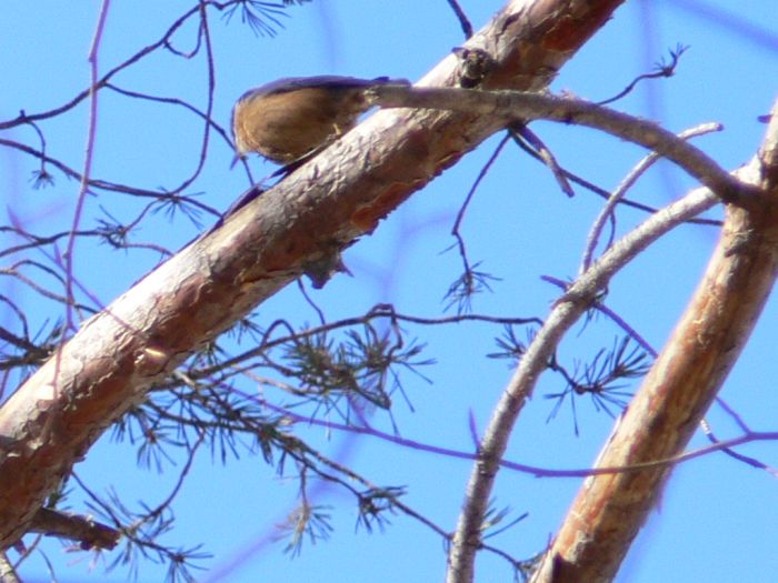 Picchio muratore - Sitta europaea