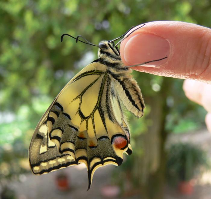 Istruzioni per allevare un Papilio machaon