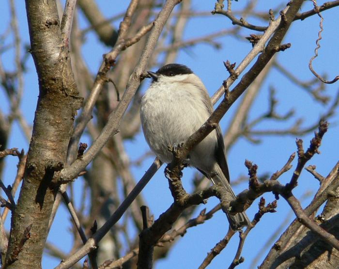 Cincia bigia - Poecile palustris