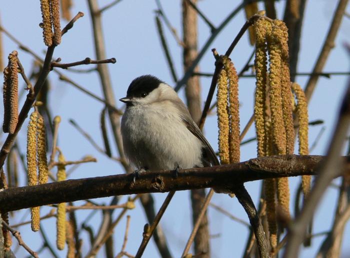 Cincia bigia - Poecile palustris