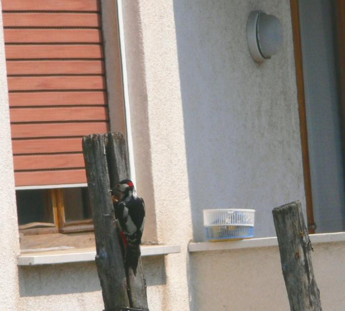picchio rosso magg. urbano