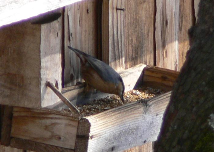 Picchio muratore - Sitta europaea