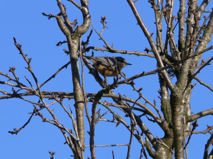 Picchio muratore - Sitta europaea