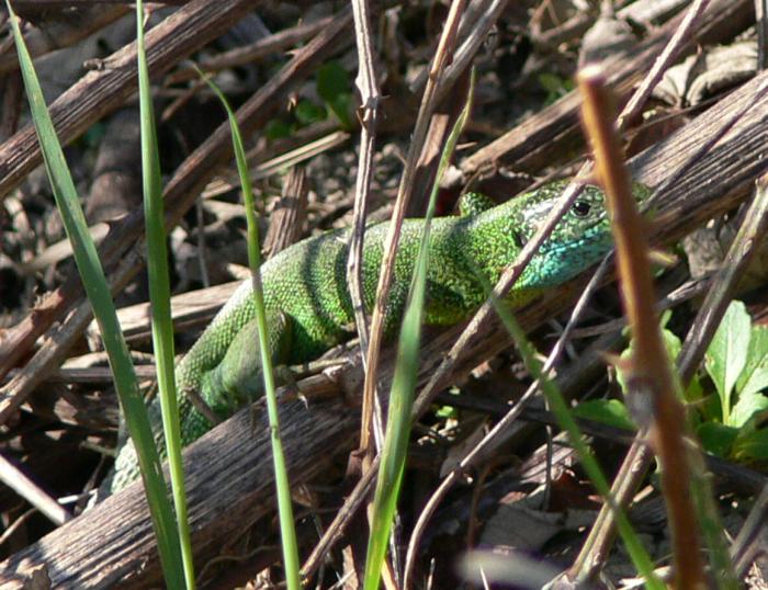 Podarcis muralis, Lacerta bilineata, Emys orbicularis