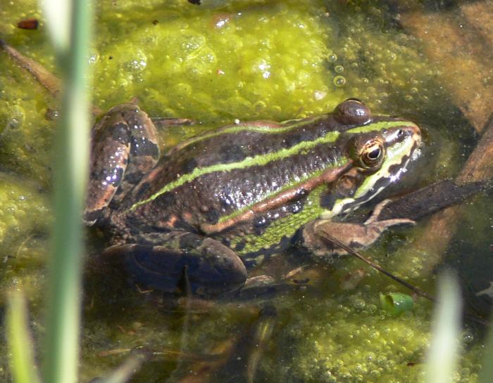Podarcis muralis, Lacerta bilineata, Emys orbicularis