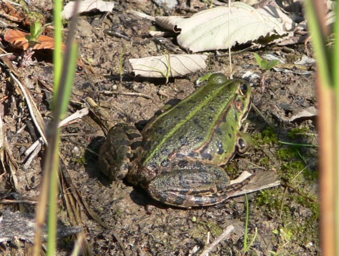 Podarcis muralis, Lacerta bilineata, Emys orbicularis