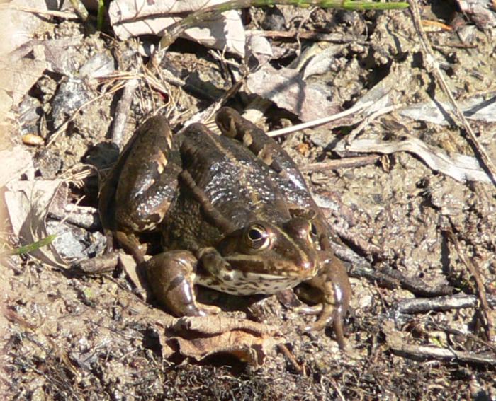 Podarcis muralis, Lacerta bilineata, Emys orbicularis