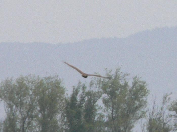 Chiurlo maggiore &  Falco di palude