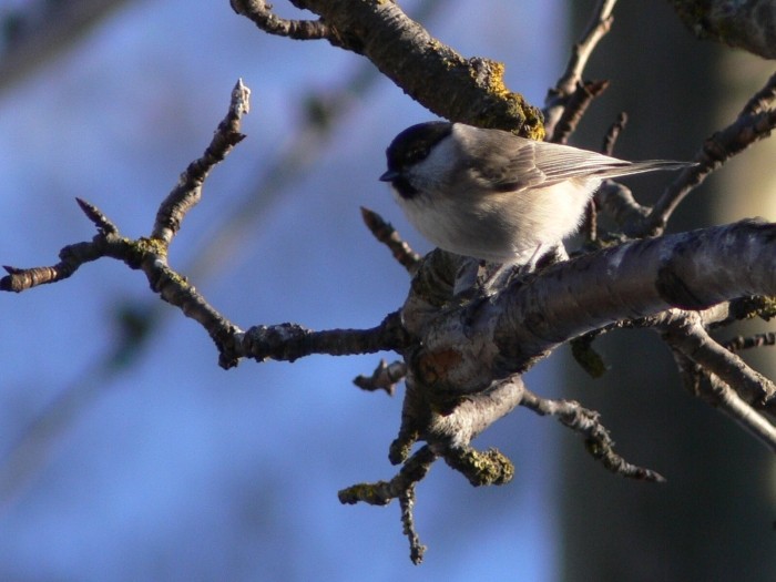 Cincia bigia - Poecile palustris