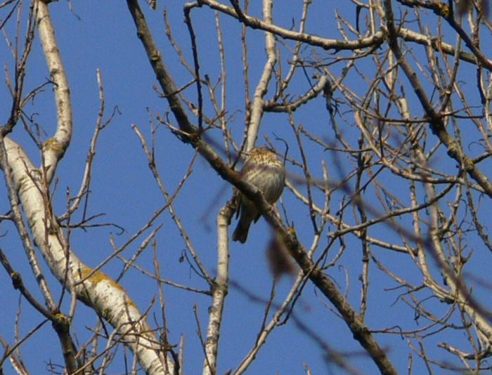 Tordo bottaccioTurdus philomelos