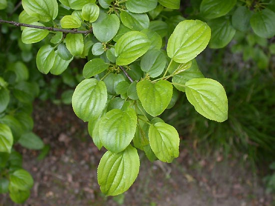 Rhamnus cathartica / Spinocervino