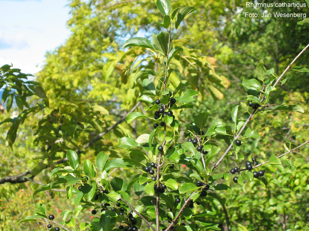 Rhamnus cathartica / Spinocervino