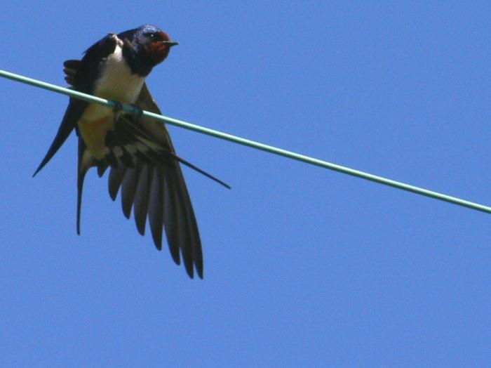 Rondine - Hirundo Rustica & Balestruccio - Delichon urbica