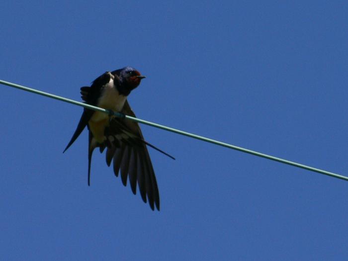 Rondine - Hirundo Rustica & Balestruccio - Delichon urbica