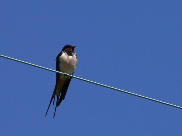 Rondine - Hirundo Rustica & Balestruccio - Delichon urbica