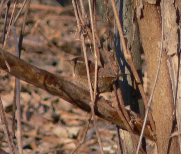 Troglodytes troglodytes (Scricciolo)