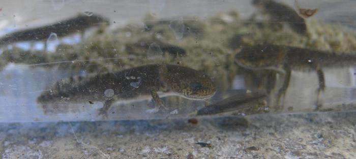 consigli urgenti x larve di Salamandra salamandra