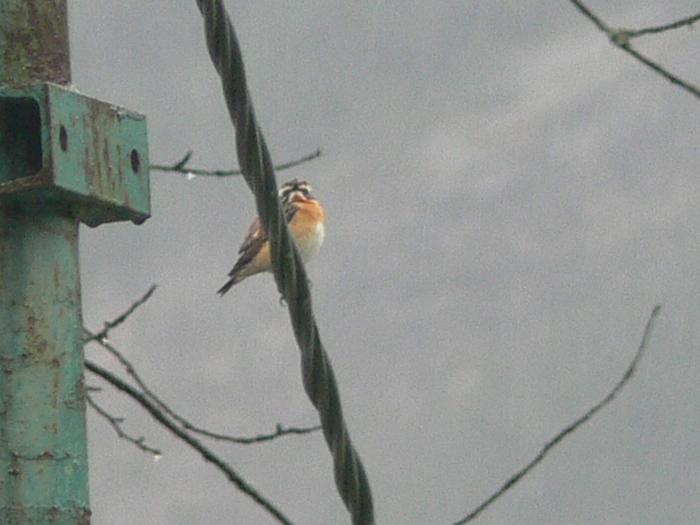 Stiaccino - Saxicola rubetra