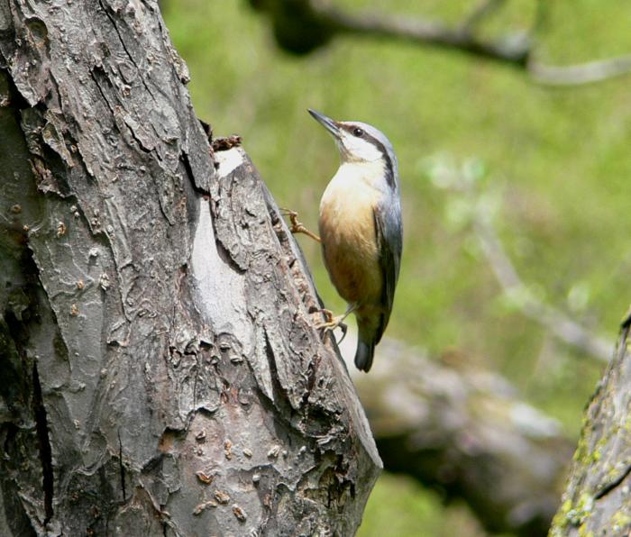 Picchio muratore - Sitta europaea