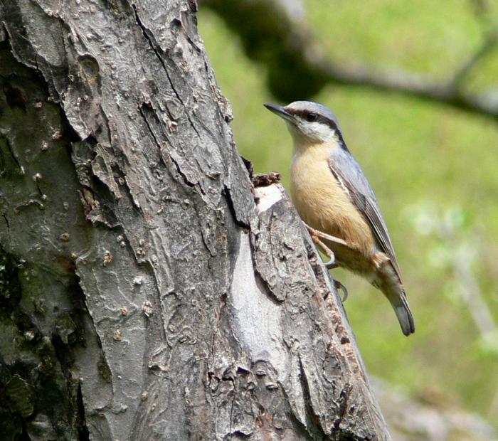 Picchio muratore - Sitta europaea