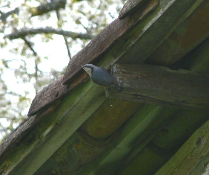 Picchio muratore - Sitta europaea