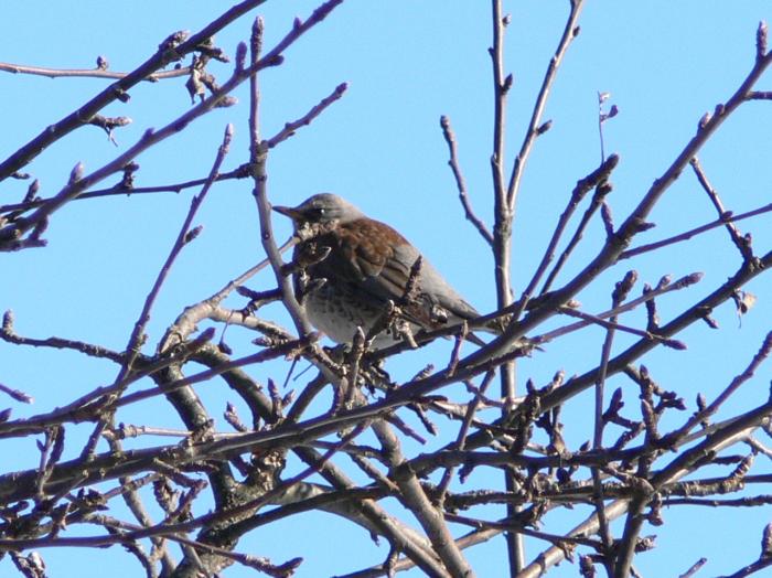 Cesena -Turdus pilaris