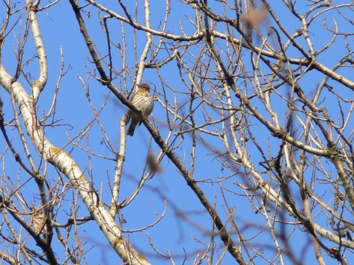 Tordo bottaccioTurdus philomelos