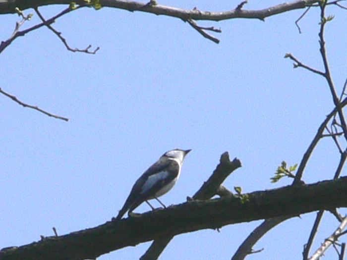 Balia nera - Ficedula hypoleuca