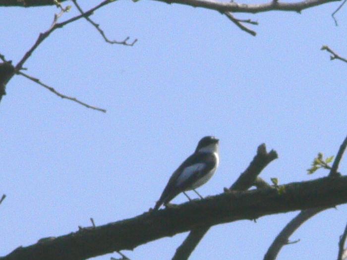 Balia nera - Ficedula hypoleuca