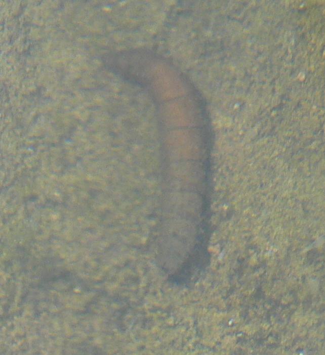 Larva di Dittero Tipulide