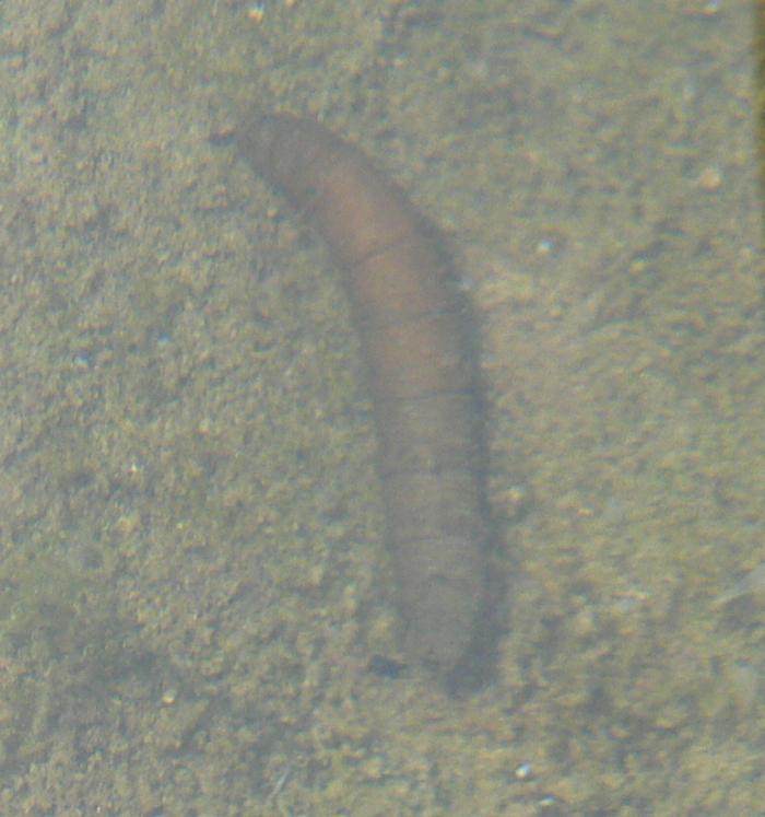 Larva di Dittero Tipulide