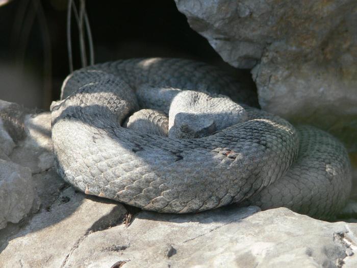 Vipera ammodytes (Vipera dal corno)?